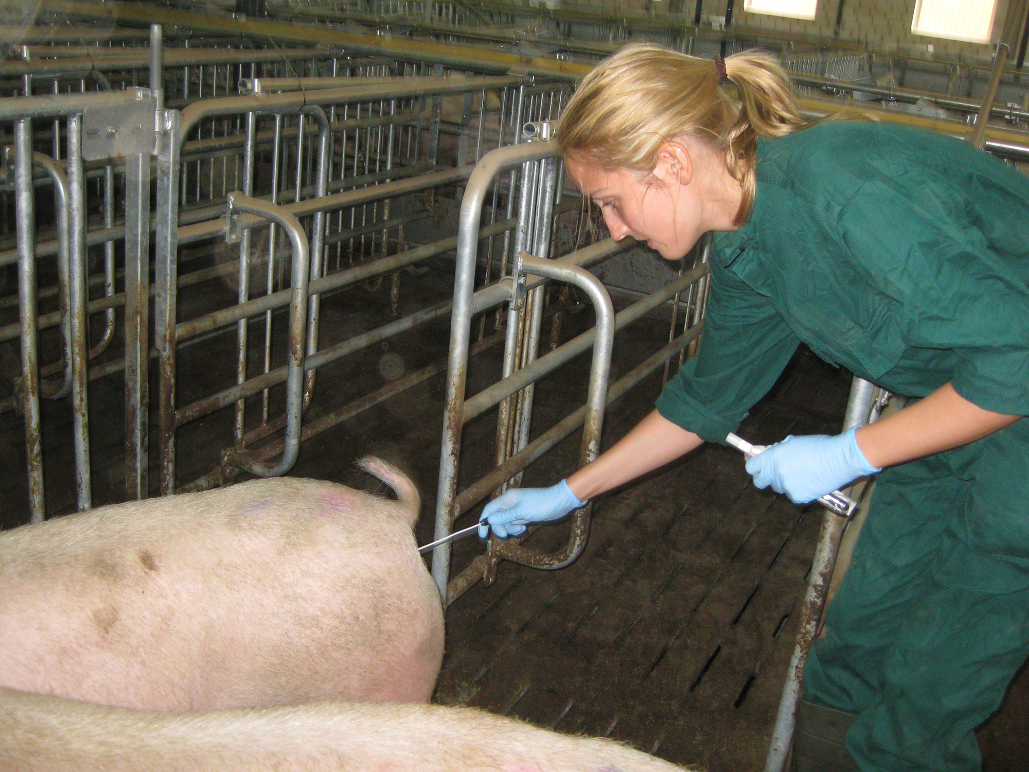Frau nimmt Probe von Schwein