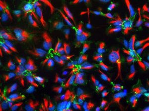 Neurale Nervenzellen unter dem Mikroskop