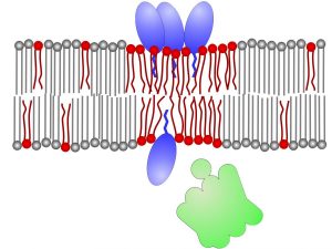Grafik Wirkmechanismus Daptomycin-Moleküle an Keim