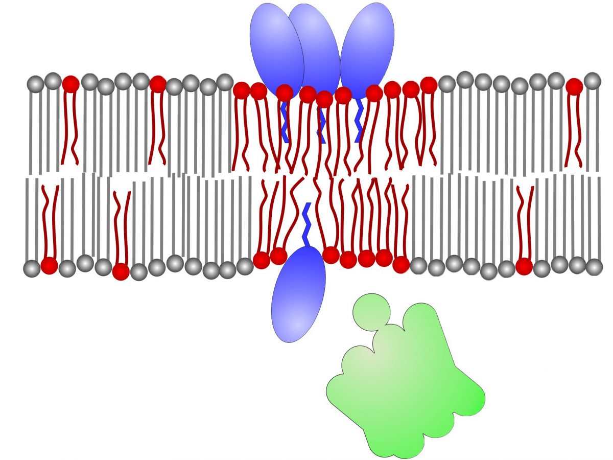 Grafik Wirkmechanismus Daptomycin-Moleküle an Keim