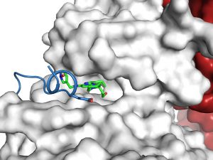 Grafik PARP-Inhibitoren