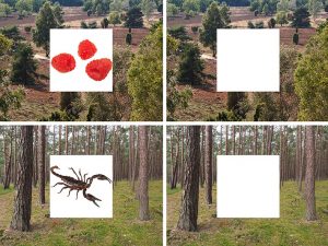 Bilder einer Landschaft, in die Fotos von Objekten eingefügt sind darunter Himbeeren und ein Skorpion