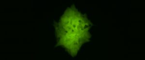 Keimzellen aus einem 13,5 Tage alten Mäuseembryo
