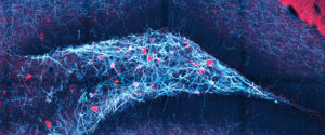 Gyrus dentatus der Maus