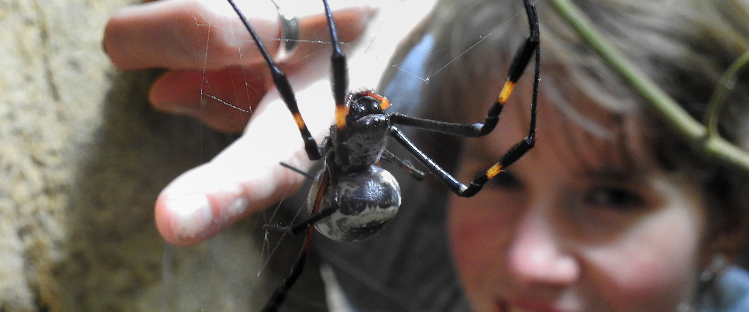 Spinnenseide zur Heilung von Knochen und Knorpel