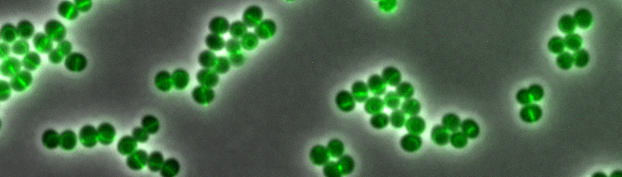 Daptomycin bindet an spezielle Bereiche der Zellhülle des Bakteriums Staphylococcus aureus, die reich an Angriffsstrukturen sind. Grün leuchtet das fluoreszenzmarkierte Daptomycin