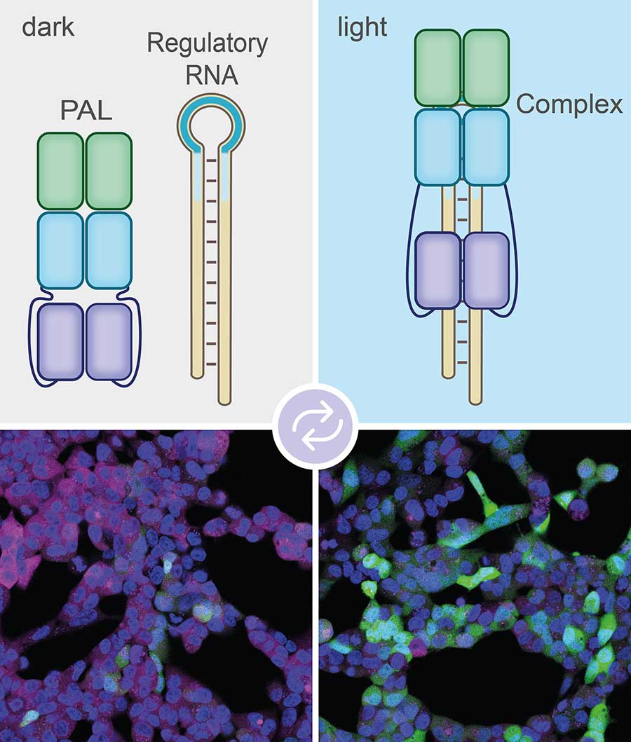 Bei Beleuchtung (rechts) bindet das PAL-Molekül  an das Aptamer (blaue Schleife links oben). Das Label aus regulatorischer RNA kann daher nicht mehr an die mRNA binden