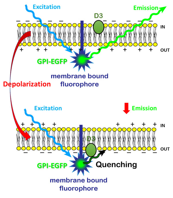 Dimmbares „Nano-Lämpchen“:  Der Farbstoff GPI-EGFP emittiert bei Bestrahlung Licht. Gelangt der Dark Quencher D3 auf die Außenseite der Membran, schirmt er das Nano-Lämpchen ab - es wird dunkler. 