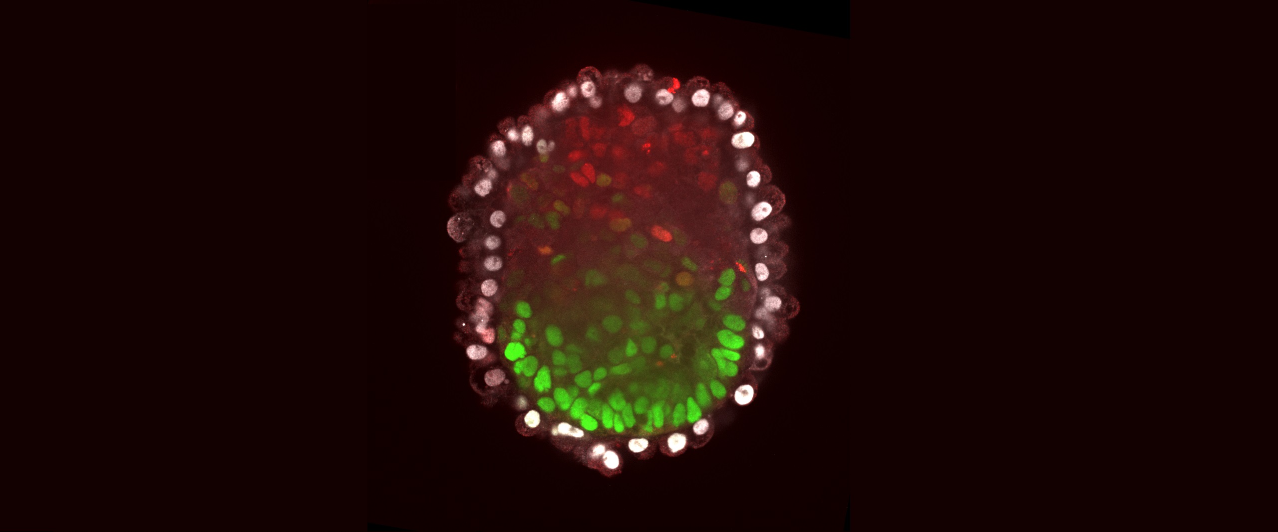 Stammzellen organisieren sich selbsttätig zum Embryoid