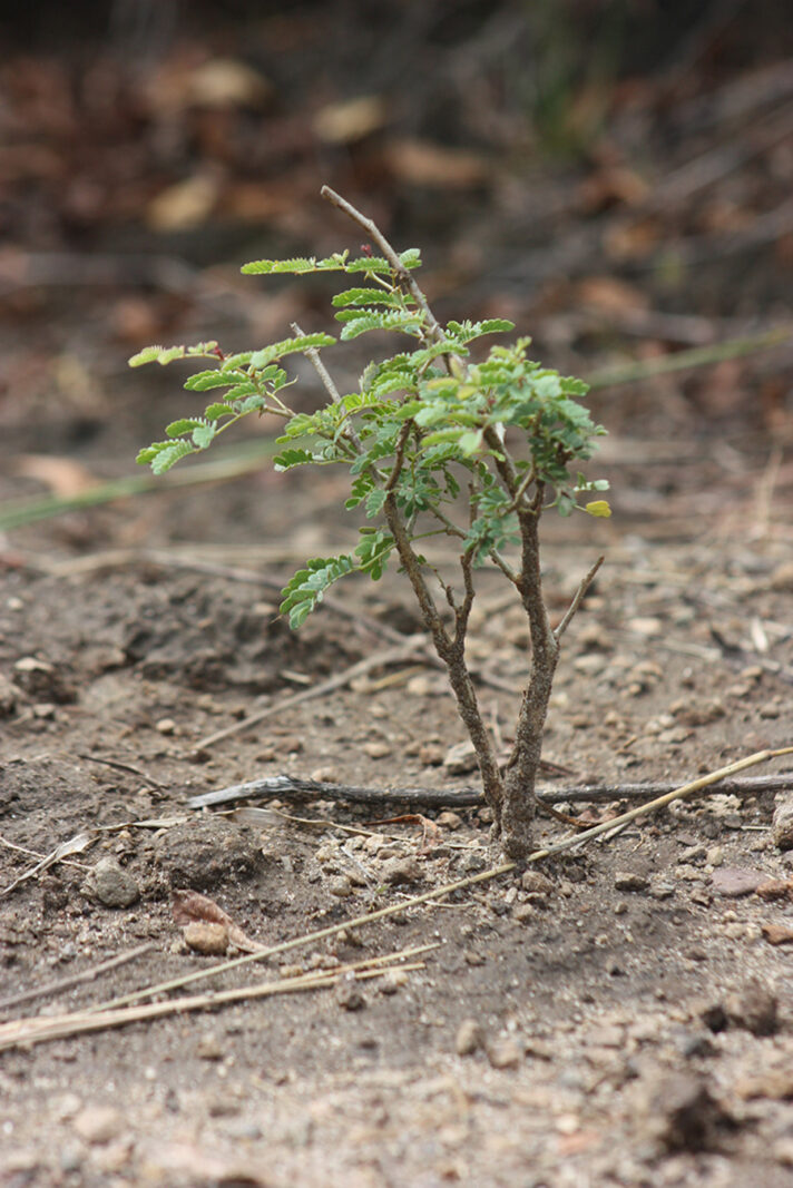 Baumsetzling, der im Rahmen der Baumpflanzprojekte von Ecosia gepflanzt wurde.