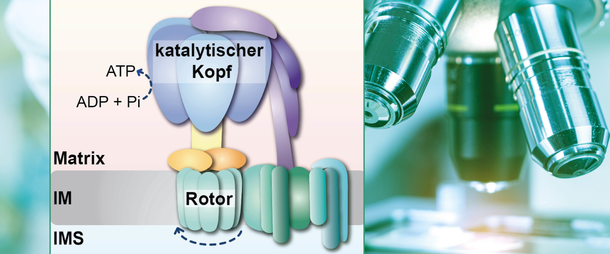 Neue Erkenntnisse zur Bildung der ATP-Synthase erlangt