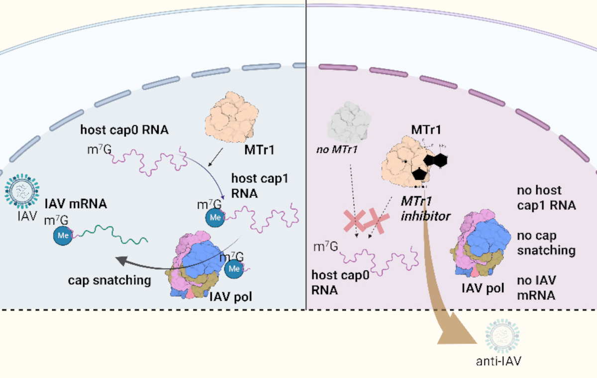 Die Wirts-RNA wird durch MTr1 zu einer reifen cap1-RNA methyliert. Das Influenzavirus stiehlt den cap-Teil der reifen Wirts-RNA, um die Virusreplikation zu starten. MTr1-defiziente oder mit MTr1-Inhibitoren behandelte Zellen führen zu keiner IAV-Replikation.