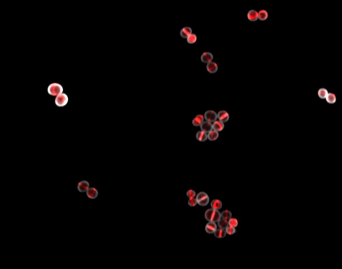 Rot fluoreszierendes Zellteilungsprotein FtsZ baut sogenannten Z-Ring in der Mitte der Zelle auf.