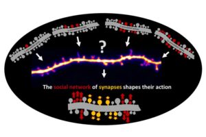 Soziales Netzwerk von Synapsen steuert ihr Handeln