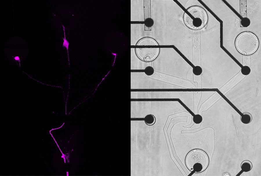 Fluoreszenz- (links) und Hellfeldaufnahme (rechts) eines künstlich erzeugten neuronalen Netzwerks mit Elektrodenstrukturen zur Messung der Nervensignale.