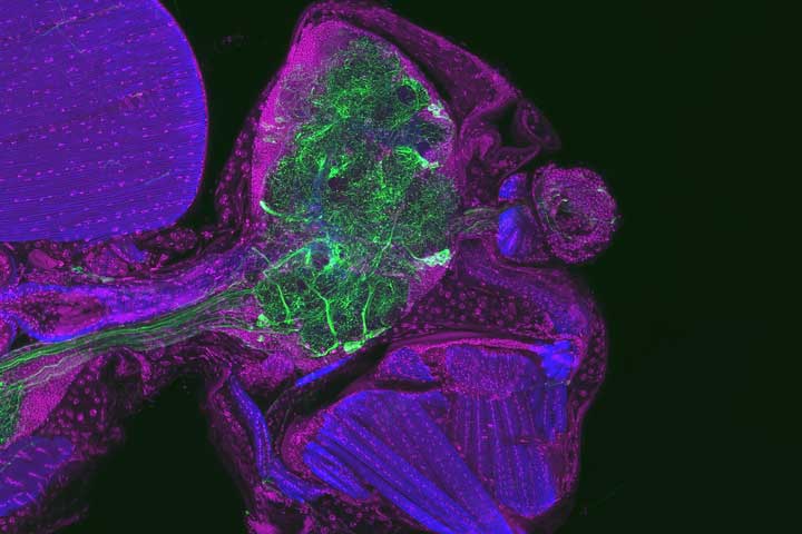 Gewebeschnitt durch den Kopf einer Fruchtfliege