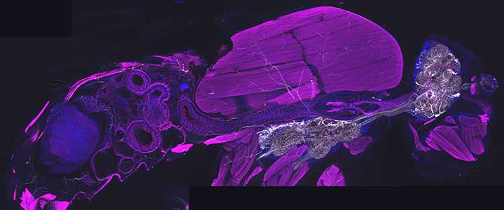 Querschnitt durch eine erwachsene Fliege